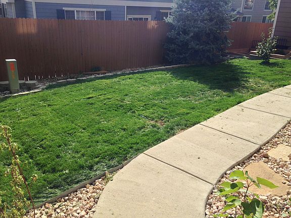 Newly seeded back lawn