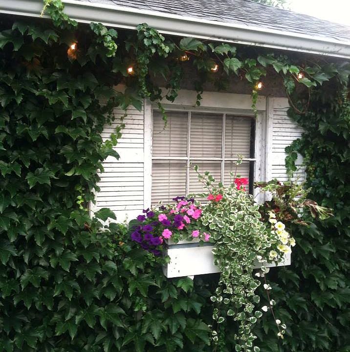 Backyard flowerbox