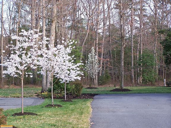 Flowering Tree Lined Driveway