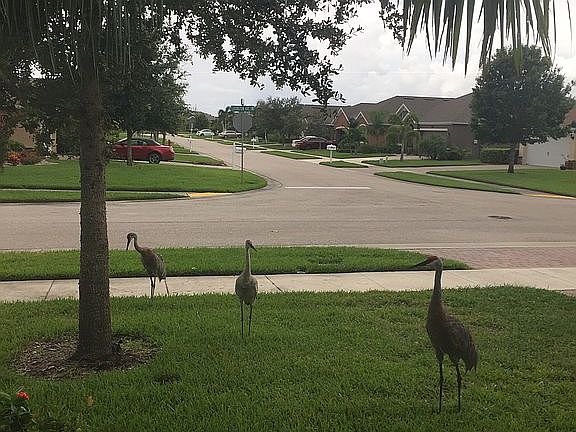 Nice neighborhood