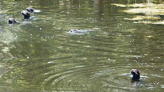 Otters in Pond
