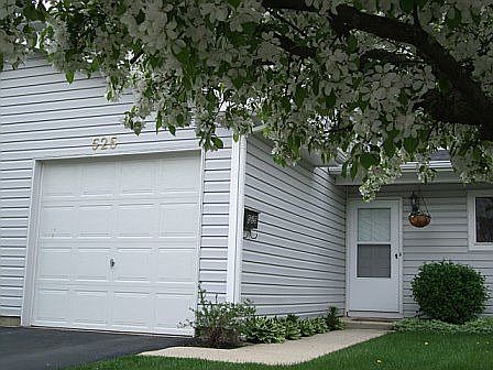 cherry blossoms in the spring