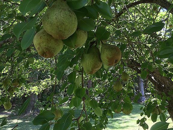 Pear, fig, and peach!