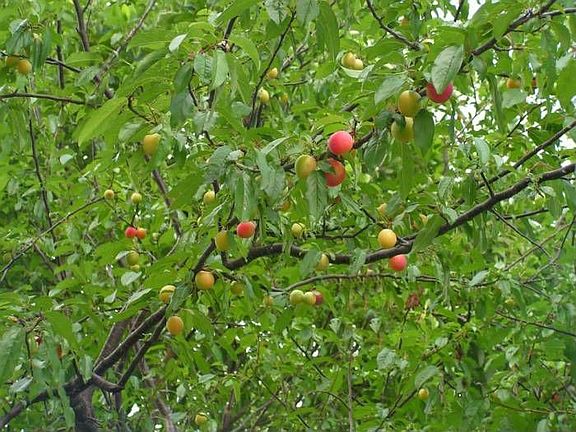 Fruit Trees
