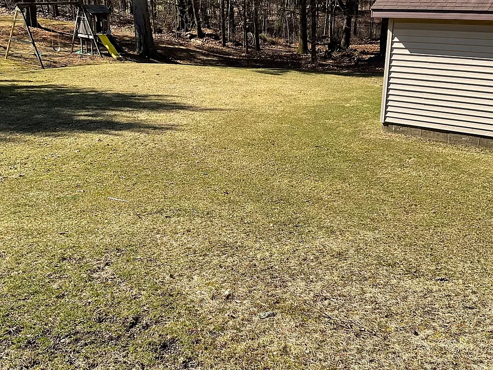 Back lawn