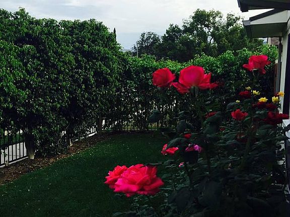 Roses in front