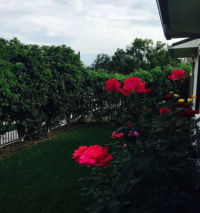 Roses in front