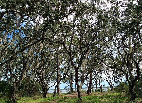 Heavily treed with oaks