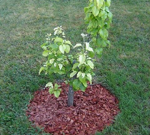A Tree