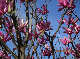 141 Hines Cir, Braxton, MS 39044