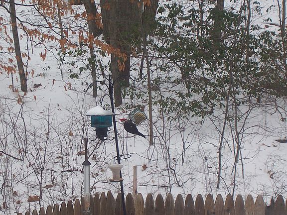 Lots of birds!
