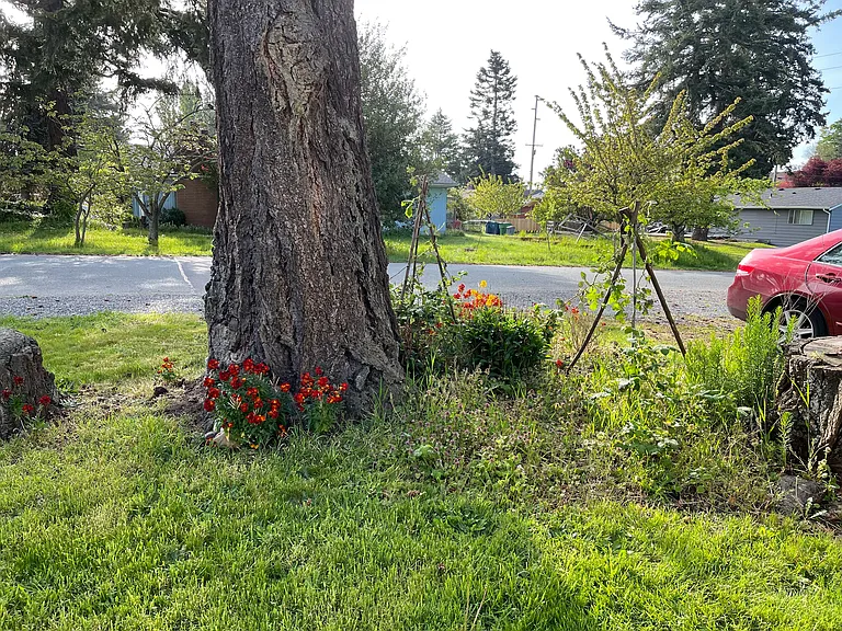 east side of yard