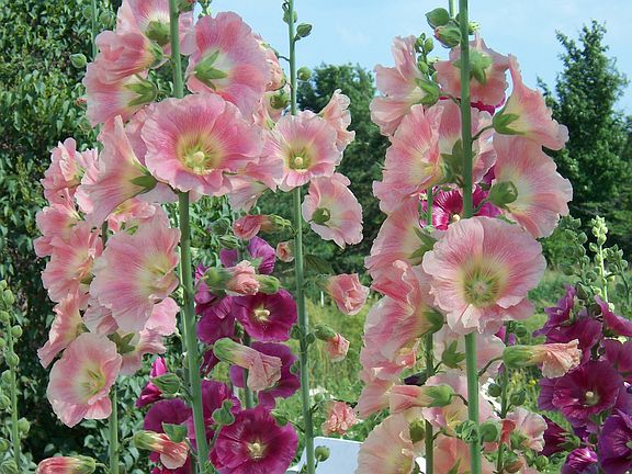 Beautiful gardens all around