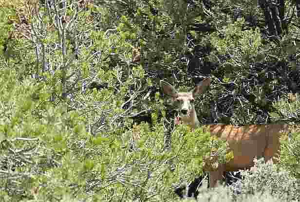 1st image of 12 St Vrain Dr