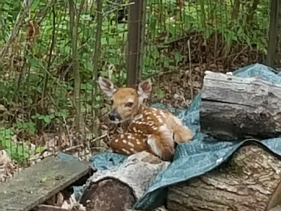 Fawn in rear yard