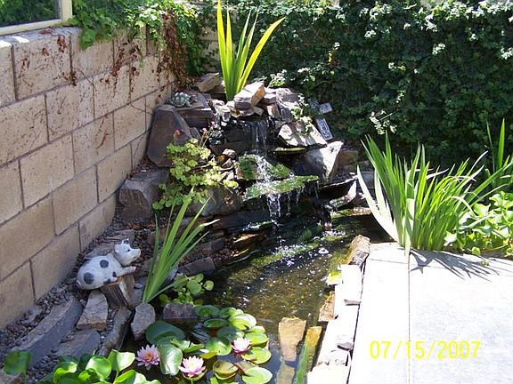 Back yard koi pond