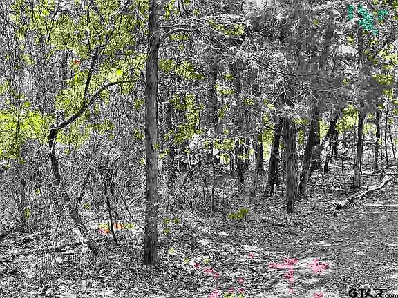 2nd image of County Road 2450