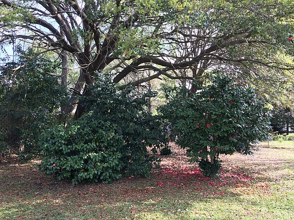 Backyard - camellia grove & oak tree