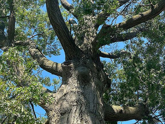 Large Oak tree in backyard 