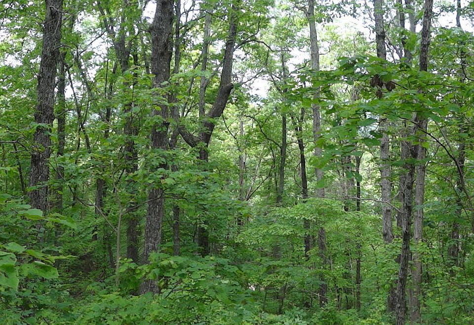 2nd image of 0 Burkhalter Gap Rd