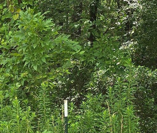 5th image of 1008 Cisco Rd