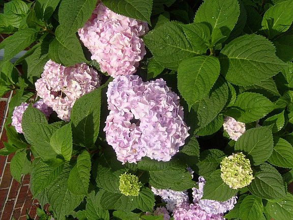 Summer: Nikko blue hydrangea