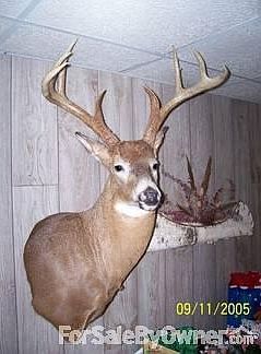 nice 8 point