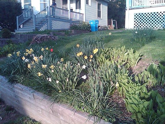 Left Front Yard Edge