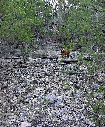 2nd image of 657 Red Oak Woods