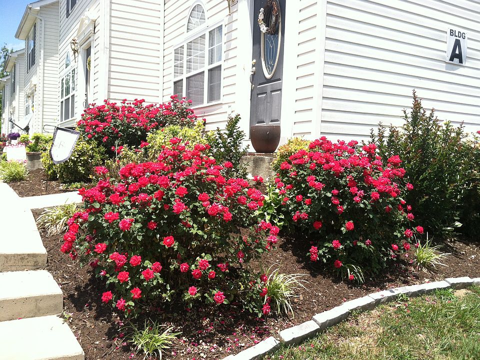 1st image of 115 Belmont Dr