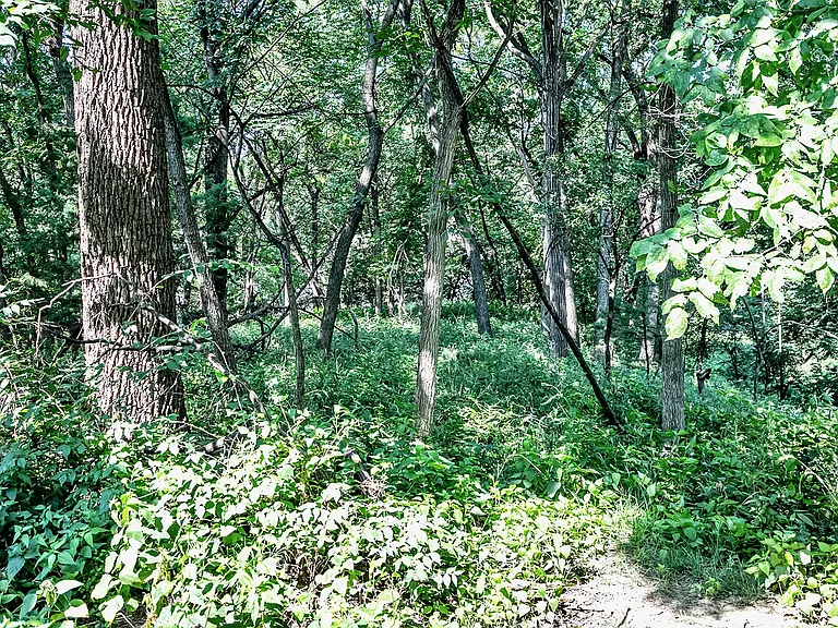 Deer Park — Photo 27