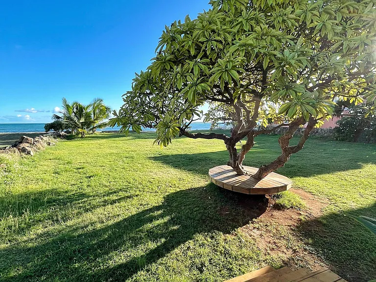 lawn
