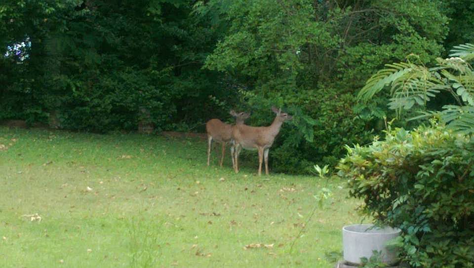 2nd image of 134 Quail Run