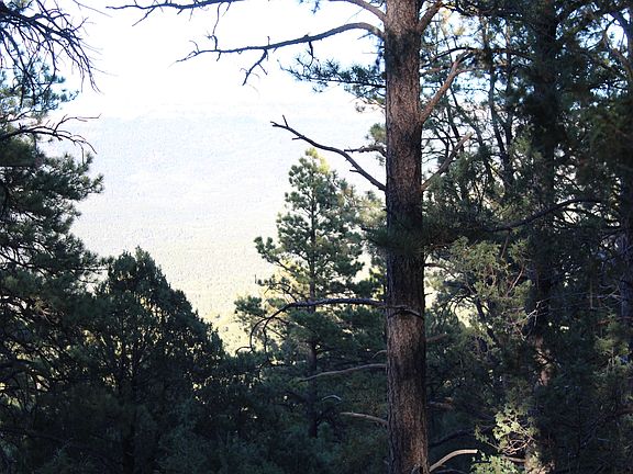 4th image of 33041 Conifer Dr