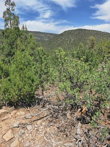 Skyline Pl Lot 14, Sandia Park, NM, 87047