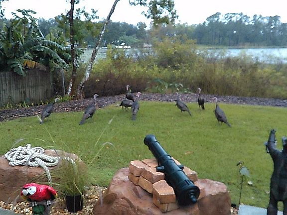 Back Yard View