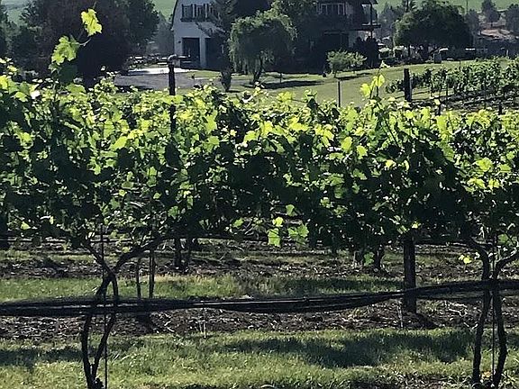 Vineyard and tasting room on site