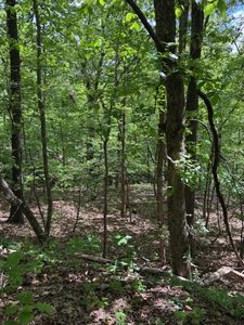 Bude Ln #24, Bella Vista, AR, 72714