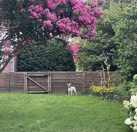 Backyard. Lush myrtle trees, garden area, and shade trees. Wooded fence with gate lock.