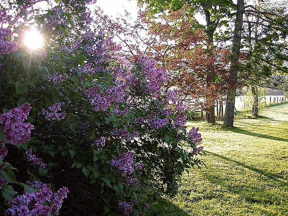 1.5 acres with gardens overlooking Hunger Mountain