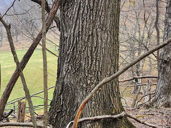 3rd image of Jack Mountain Rd