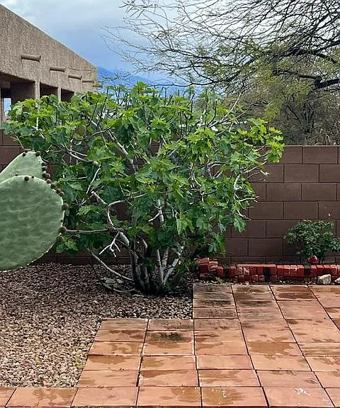 Fig Tree