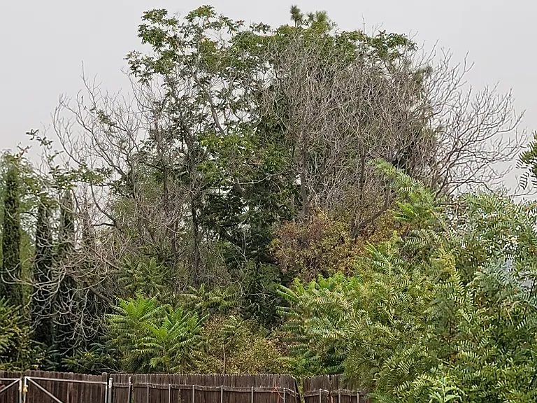 back yard had two separage fences