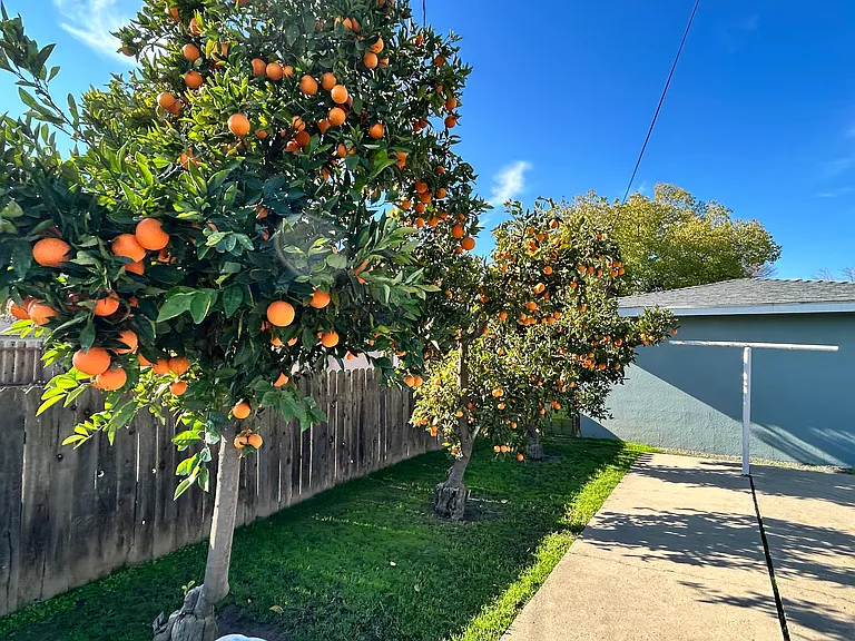 This is how the oranges look in December every year.