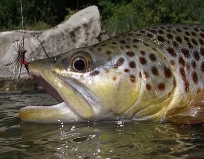 Stroll Out Back To Catch One Of These