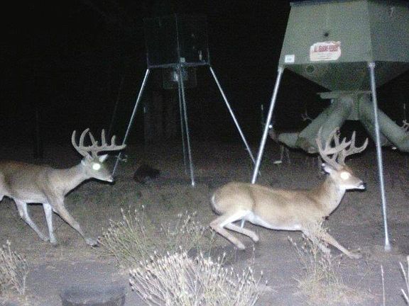 Hunters paradise- Wildlife