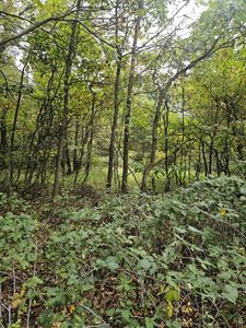 1491 E Litchfield Rd PARCEL C, Jonesville, MI, 49250