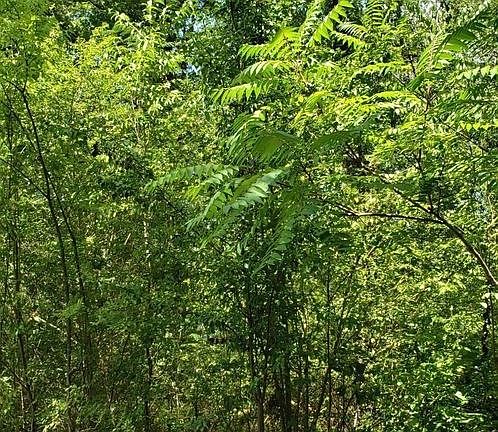 5th image of 10 Shady Oaks Cv