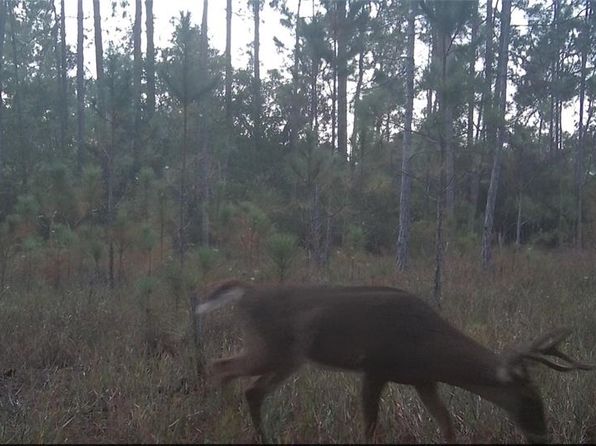 Buck Run Dr, Paisley, FL 32767
