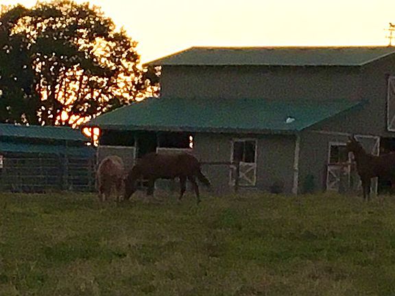 Barn and chicken coop